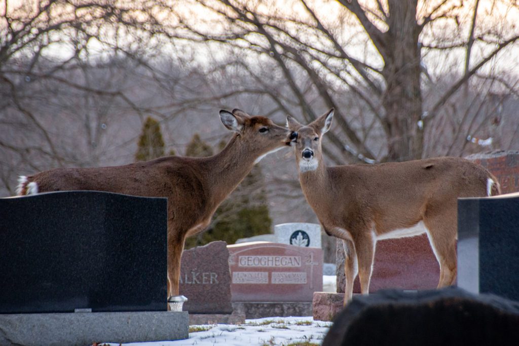two deer in a cemetery